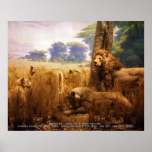 african Lions Posters