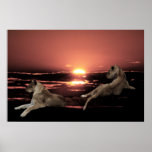 African lions resting posters