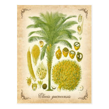 African oil palm - vintage illustration post card