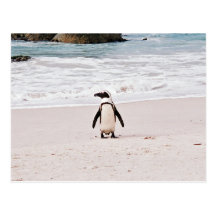 African Penguin Postcard