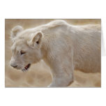 African prowling  white lion greeting card