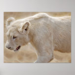 African prowling  white lion posters