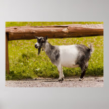 African Pygmy Goat Print