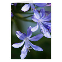 Agapanthus blooms greeting cards