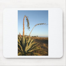 Agave americana century plant Chile coast Mouse Pads