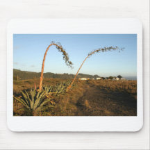Agave americana century plants Chile coast Mousepads