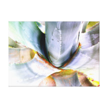 Agave Gespannter Galerie Druck
