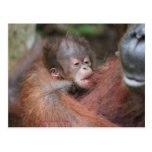 Akmad's New Baby Son at Camp Leakey postcards