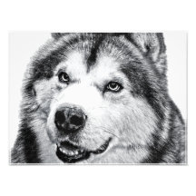 ALASKAN MALAMUTE PHOTO PRINT