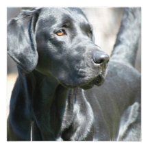 Alert Black Labrador Rertriever Dog Invitations