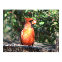 Alert Cardinal Postcard