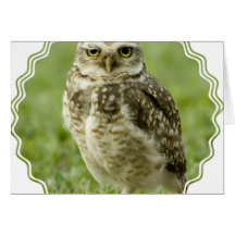 Alert Owl Greeting Card