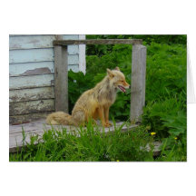 Aleutian Fox on the Doorstep Card