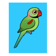 Alexandrine Parakeet Postcard