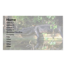 Alligator afternoon, Everglades, Florida Business Card Template