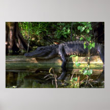 Alligator afternoon, Everglades, Florida Posters