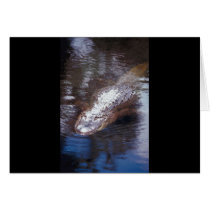 Alligator cards