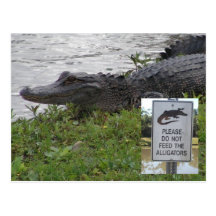 Alligator Post Card