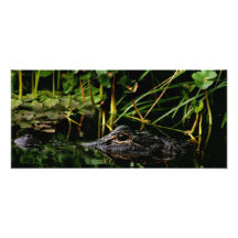 Alligator Profile. Parker Slough, Osceola Co., Fl Photograph