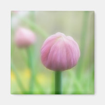 Allium Schoenoprasum - Chive bud Refrigerator Magnet
