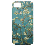 Almond Blossom