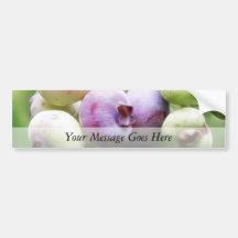Almost Ripe - Blueberries Bumper Sticker