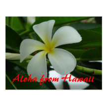 Aloha from Hawaii Postcard