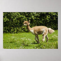 Alpaca Posters