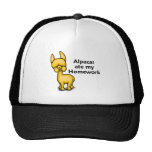 Alpacas ate my Homework Hat