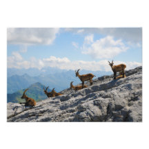 Alpine Ibex Wild Mountain Goats Personalized Invitations