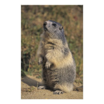Alpine Marmot, Marmota marmota, adult standing Photograph