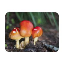 Amanita family mushroom rectangular magnet
