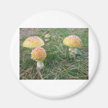 Amanita mushrooms magnets