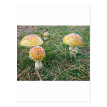 Amanita mushrooms postcards