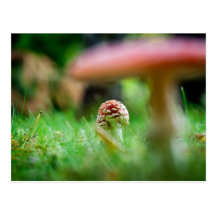 Amanita postcard