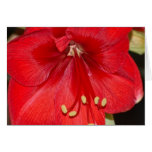 Amaryllis Card