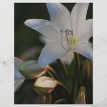 Amaryllis flower and its meaning full color flyer
