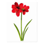 Amaryllis in red postcards
