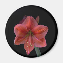 Amaryllis Refrigerator Magnets