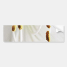 Amaryllis White Flower Close Up Bumper Sticker