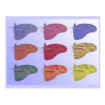 Amazon Butterfly Postcard