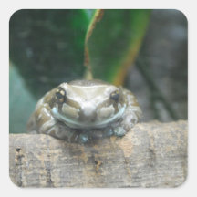 Amazon Milk Frog Sticker
