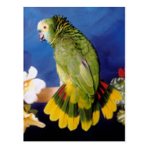 Amazon Parrot Postcard