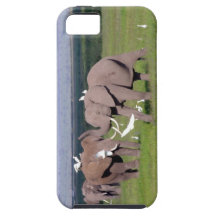 Amboseli Elephant Case Mate iPhone 5 Cover