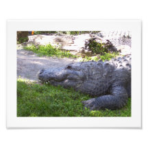 American Alligator Profile Art Photo