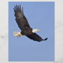 American Bald Eagle Flyer Design