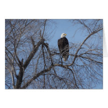 American Bald Eagle in Tree Card - Blank Inside