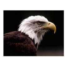 American Bald Eagle Postcard