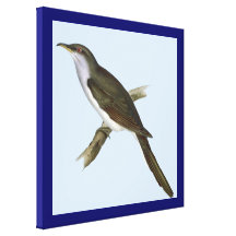 American Cuckoo Bird Canvas Print