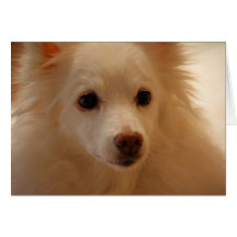 American Eskimo Dog Portrait Greeting Card